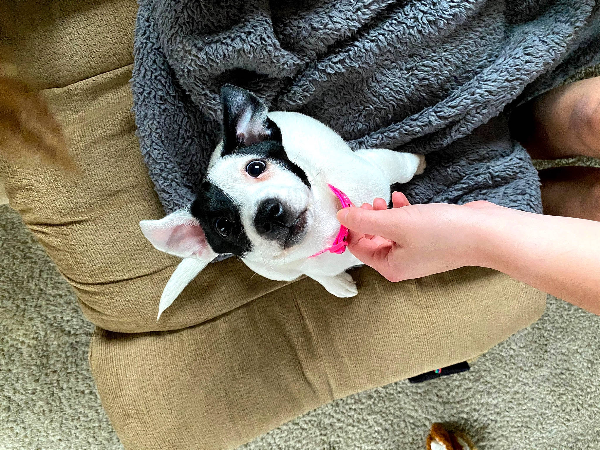 Oaklee is registered to the contest to win money with this photo: boston_terrier, canidae, carmine, carnivore, collar, comfort, companion_dog, dog, dog_breed, dog_clothes, ear, fawn, french_bulldog, nail, puppy_love, snout, sporting_group, toy_dog, whiskers, working_animal