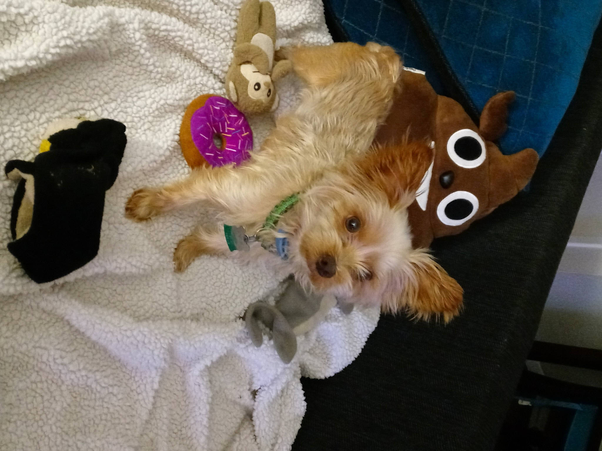 Ewok is registered to the contest to win money with this photo: canidae, carnivore, collar, companion_dog, dog, dog_breed, dog_clothes, dog_supply, fawn, fur, mammal, pet_supply, small_terrier, sporting_group, stuffed_toy, terrier, toy, toy_dog, vertebrate, working_animal
