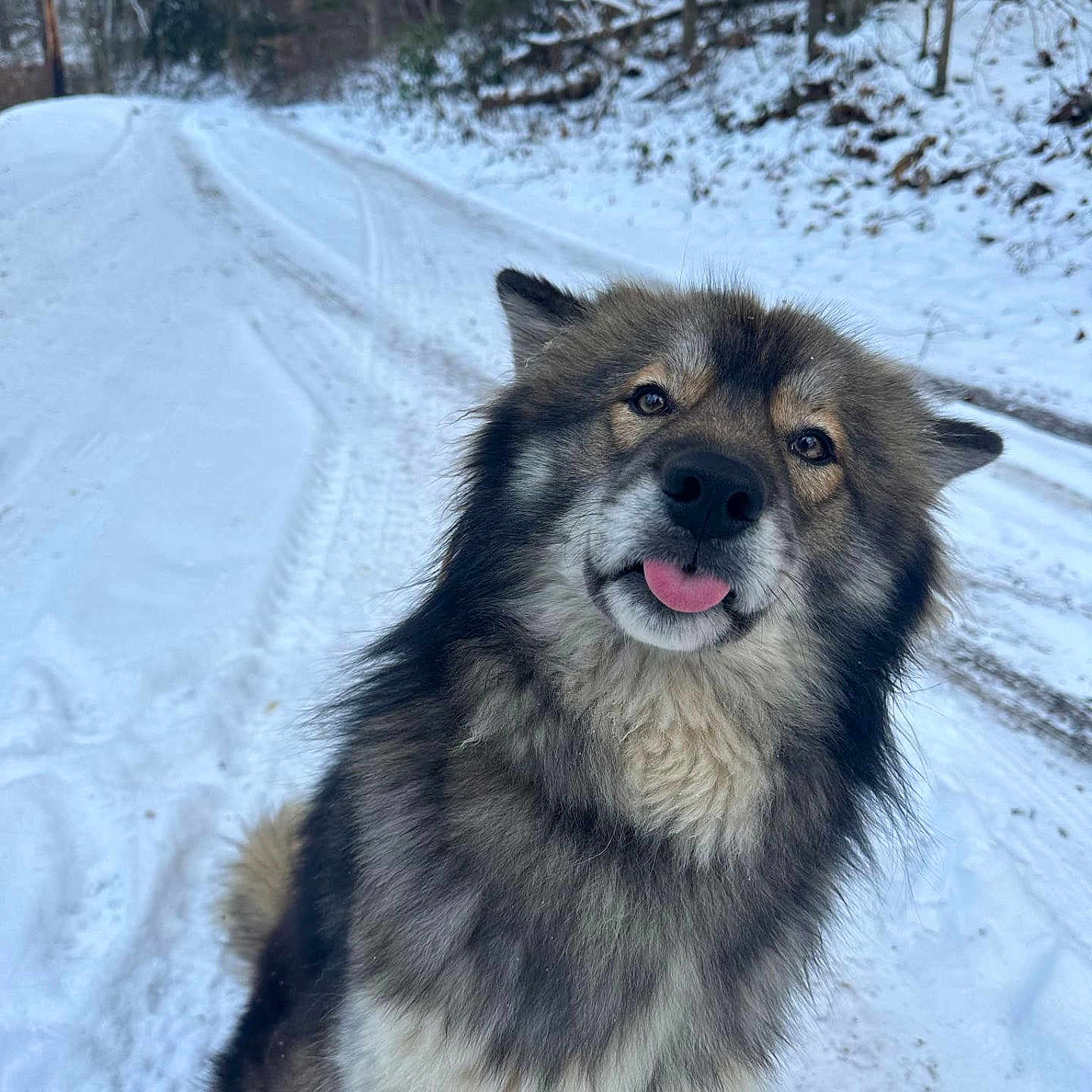 Apollo is registered to the contest to win money with this photo: animal, canine, cold, dog, ears, forest, friendly, fur, muzzle, nature, outdoor, path, pet, playful, sitting, snow, tongue_out, trees, wildlife, winter