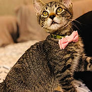 Bailey is registered to the contest to win money with this photo: cat, tabby_cat, collar, bow_tie, pet, indoor, bedspread, curious, feline, animal, cute, fur, whiskers, ears, sitting, close_up, domestic_cat, striped, young_cat, attention