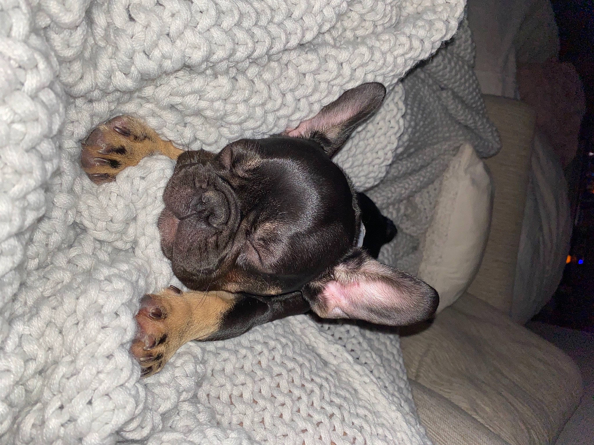 Ollie joined the competition — help win amazing prizes! canidae, car_seat, carnivore, comfort, companion_dog, dog, dog_breed, fawn, french_bulldog, liver, non_sporting_group, paw, puppy, snout, sporting_group, toy_dog, vertebrate, working_animal, working_dog