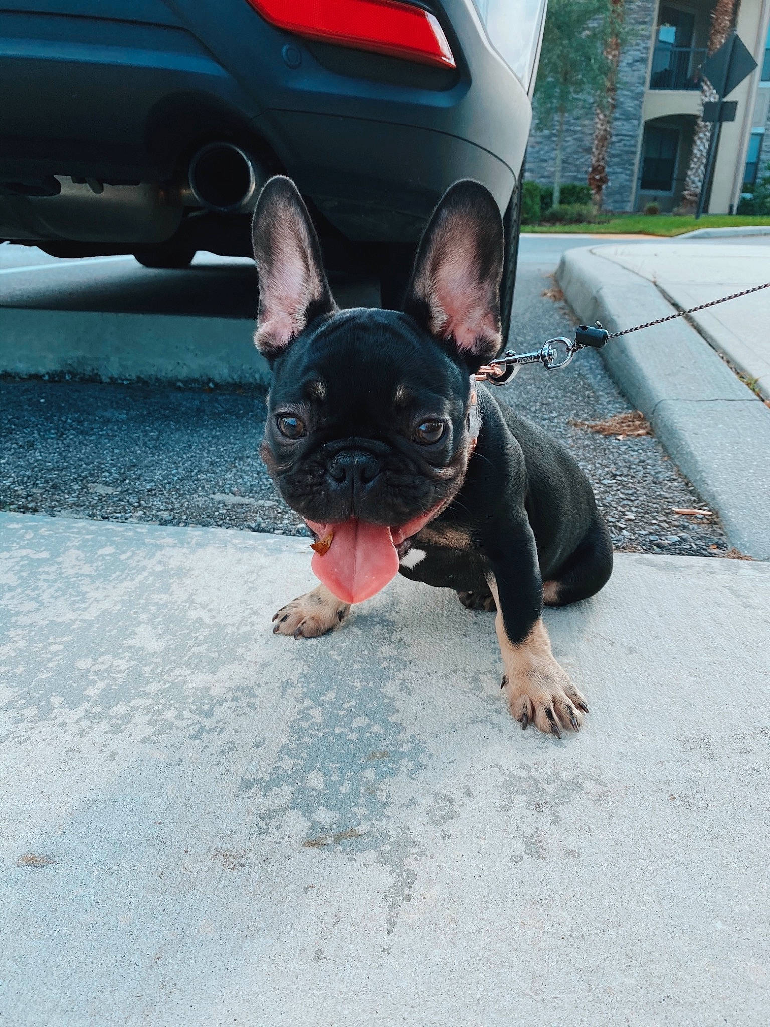 Ollie joined the competition — help win amazing prizes! automotive_exterior, automotive_lighting, automotive_parking_light, automotive_tail_brake_light, automotive_window_part, bulldog, bumper, carnivore, collar, dog, dog_breed, fender, french_bulldog, hood, hubcap, sidewalk, snout, trunk, vehicle_door, working_animal