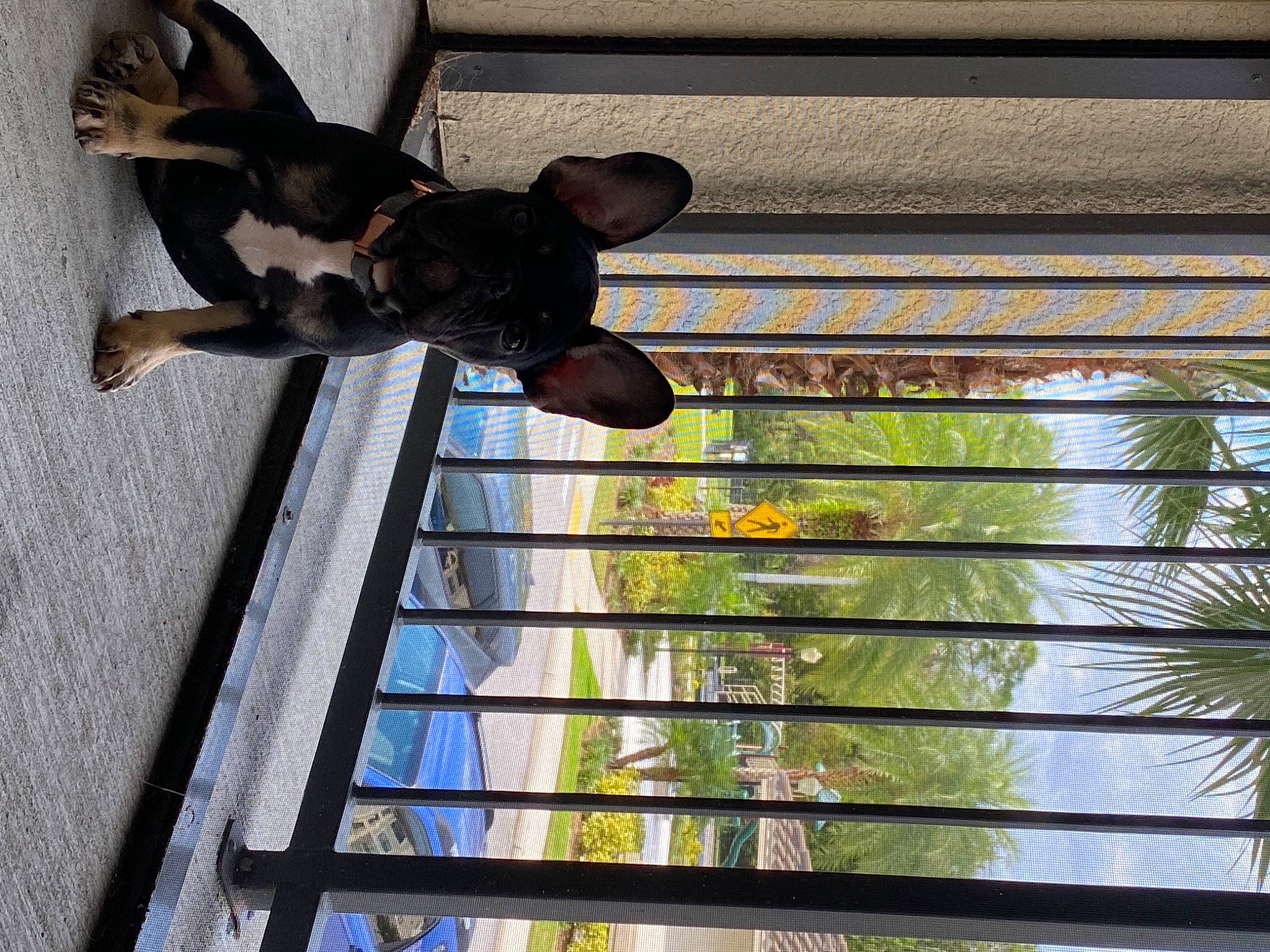 Ollie joined the competition — help win amazing prizes! arecales, canidae, carnivore, companion_dog, daylighting, dog, dog_breed, liver, paw, snout, tints_and_shades, transparent_material, vertebrate, whiskers, window_covering, window_treatment, working_animal, working_dog