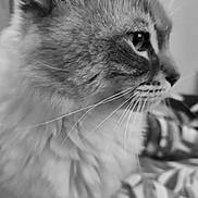 Tess participe au concours pour gagner de l'argent avec cette photo : animal, black_and_white, cat, close_up, cute, domestic_animal, feline, fluffy, focus, fur, indoor, looking_away, mammal, pet, portrait, quiet, side_view, soft_texture, striped_blanket, whiskers