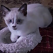 Bandita joined the competition — help win amazing prizes! kitten, cat, pet_bed, white_fur, blue_eyes, indoor, animal, cute, fur, laying_down, cozy, soft, curious, face, ears, young, domestic_cat, resting, feline, close_up