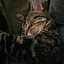 animal, blanket, cat, close_up, cozy, curled_up, cute, domestic_cat, feline, fur, indoor, nap, peaceful, pet, relaxation, resting, sleeping, soft, tabby, whiskers