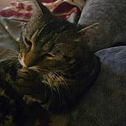 Aprilia a rejoint le concours — aidez-le/la à gagner de superbes lots ! animal, blurred_background, cat, close_up, companion, cozy, domestic, ears, feline, fur, indoor, mammal, pet, quiet, relaxation, resting, sleepy, soft_surface, tabby, whiskers