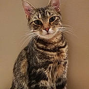 Aprilia a rejoint le concours — aidez-le/la à gagner de superbes lots ! cat, tabby, pet, animal, feline, close_up, portrait, whiskers, ears, fur, sitting, indoor, curious, looking_at_camera, green_eyes, striped, cute, domestic_animal, mammal, calm