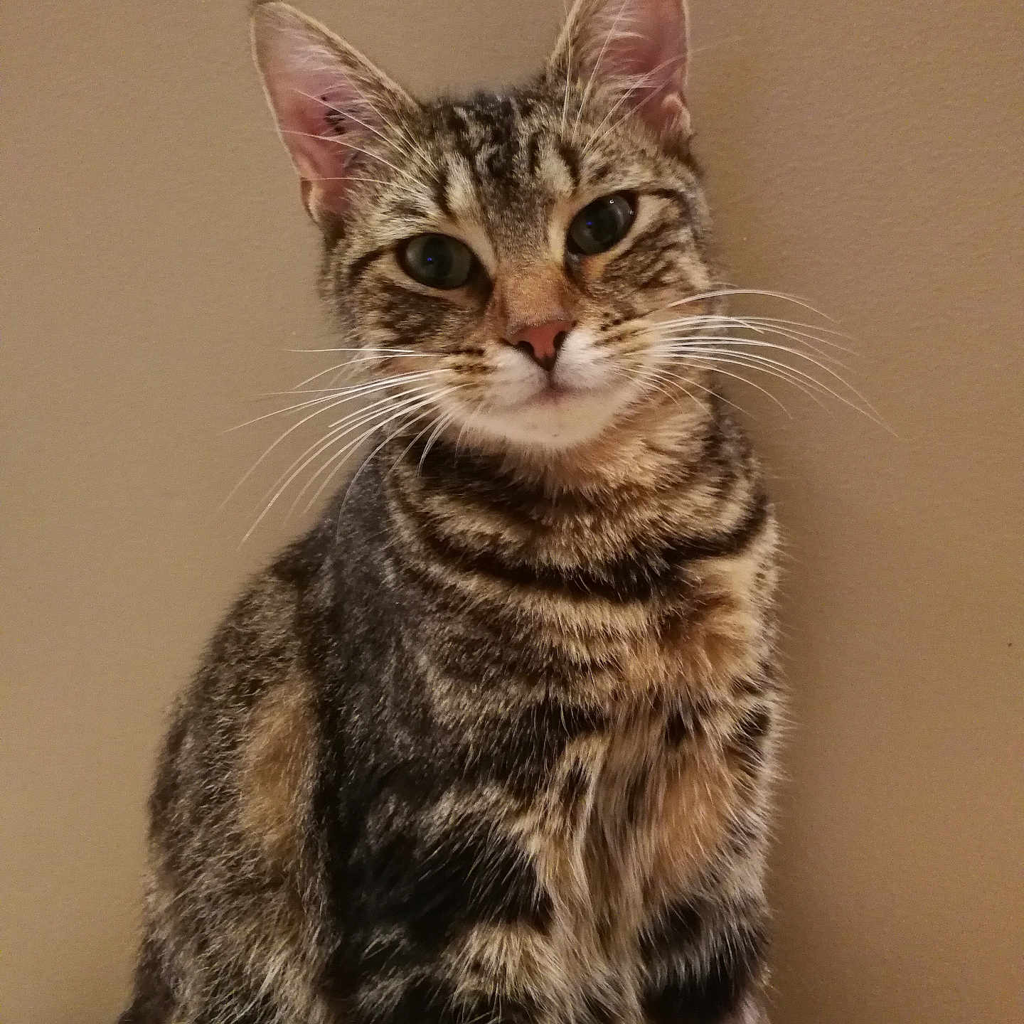 Aprilia a rejoint le concours — aidez-le/la à gagner de superbes lots ! animal, calm, cat, close_up, curious, cute, domestic_animal, ears, feline, fur, green_eyes, indoor, looking_at_camera, mammal, pet, portrait, sitting, striped, tabby, whiskers