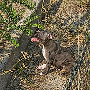 Athena participe au concours pour gagner de l'argent avec cette photo : dog, puppy, outdoor, sunlight, grass, dry_ground, fence, plant, leaf, nature, pet, animal, happy, tongue_out, sitting, black_fur, white_fur, summer, daylight, canine