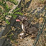 Athena participe au concours pour gagner de l'argent avec cette photo : dog, puppy, outdoor, sunlight, grass, dry_ground, fence, plant, leaf, nature, pet, animal, happy, tongue_out, sitting, black_fur, white_fur, summer, daylight, canine