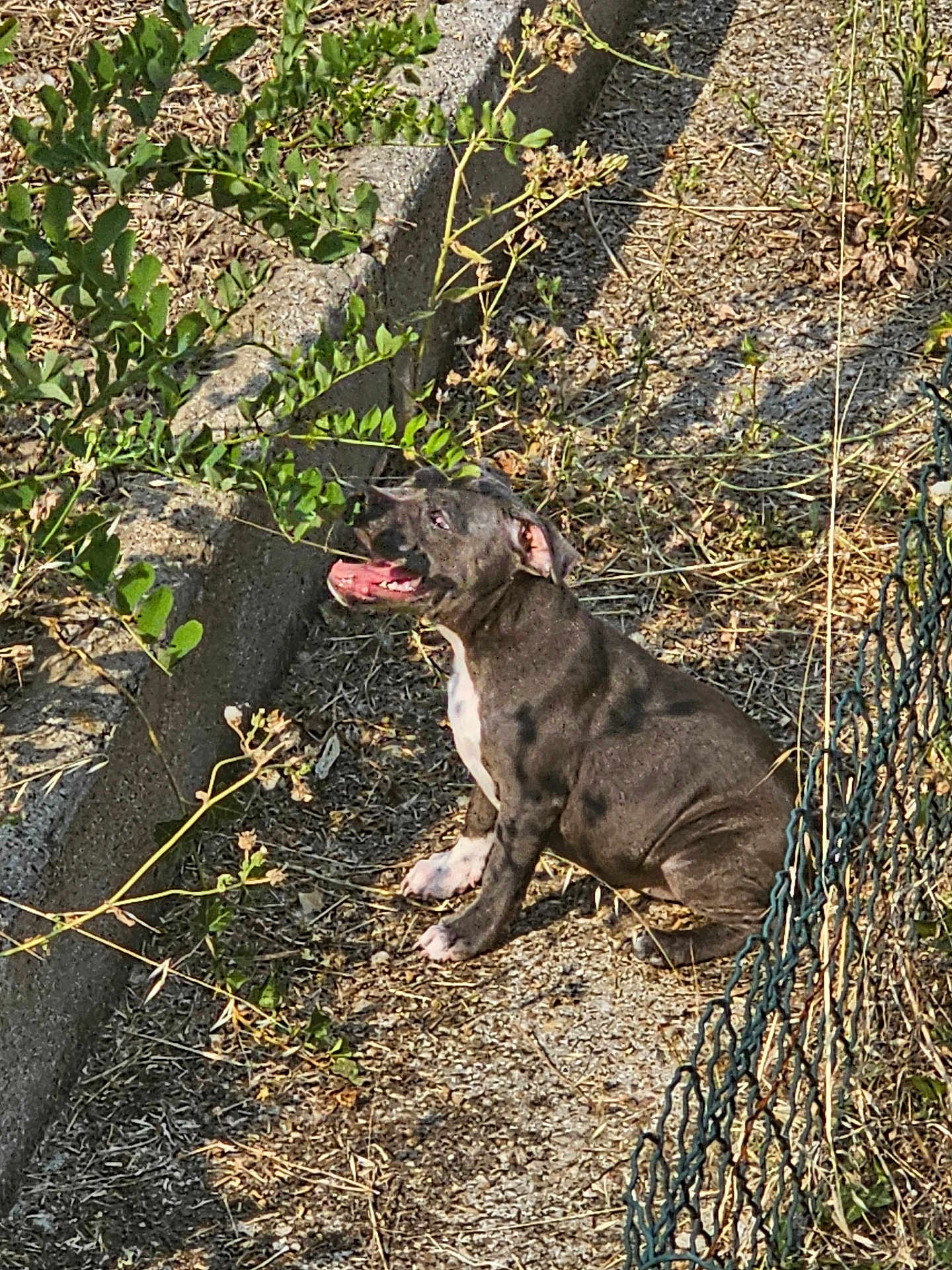 Athena participe au concours pour gagner de l'argent avec cette photo : dog, puppy, outdoor, sunlight, grass, dry_ground, fence, plant, leaf, nature, pet, animal, happy, tongue_out, sitting, black_fur, white_fur, summer, daylight, canine