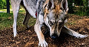 Hadès participe au concours pour gagner de l'argent avec cette photo : dog, canine, animal, outdoor, park, trees, wood_chips, digging, red_harness, nature, daylight, forest, playful, pet, muzzle, ears, fur, grass, ground, active
