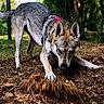 dog, canine, animal, outdoor, park, trees, wood_chips, digging, red_harness, nature, daylight, forest, playful, pet, muzzle, ears, fur, grass, ground, active