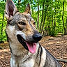 Hadès participe au concours pour gagner de l'argent avec cette photo : dog, canine, animal, forest, outdoor, nature, trees, greenery, tongue_out, ears, fur, muzzle, happy, pet, wildlife, summer, daylight, closeup, portrait, sitting