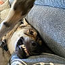 Hadès a rejoint le concours — aidez-le/la à gagner de superbes lots ! dog, paw, teeth, couch, blanket, fur, pet, playful, indoor, animal, collar, smile, closeup, motion_blur, relaxing, canine, furniture, expression, home, friendly