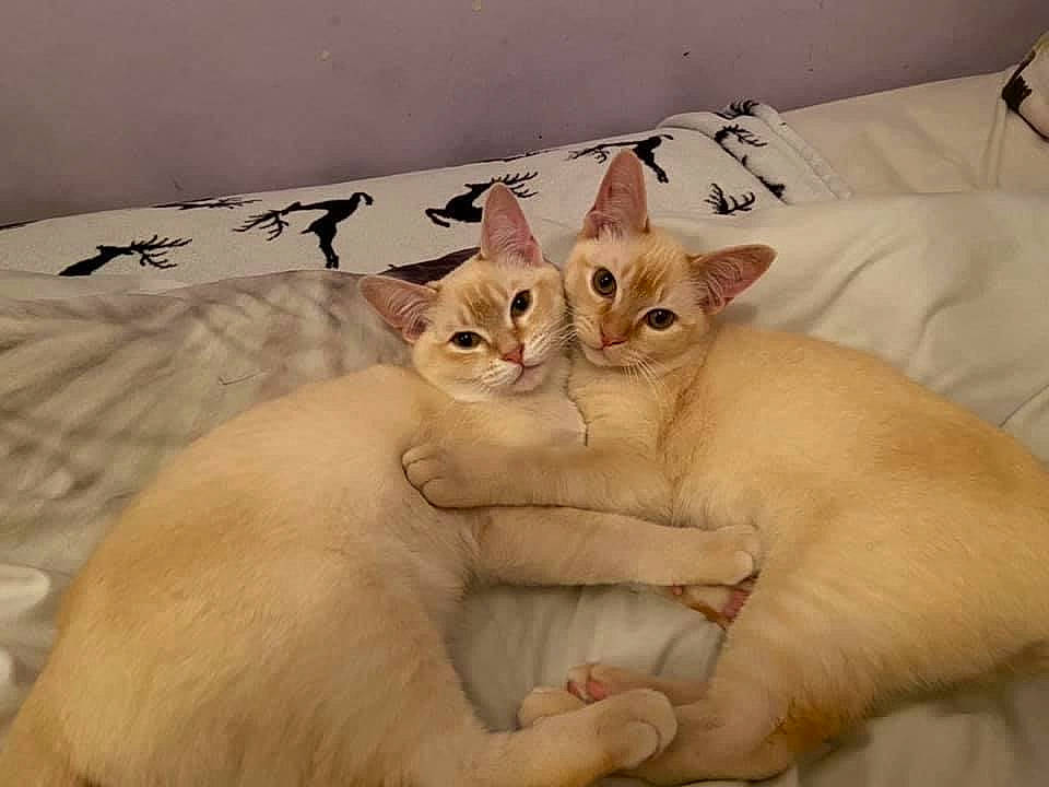 Arthur joined the competition — help win amazing prizes! carnivore, cat, cat_supply, comfort, domestic_short_haired_cat, fang, fawn, felidae, fur, paw, pet_supply, small_to_medium_sized_cats, snout, tail, whiskers, window