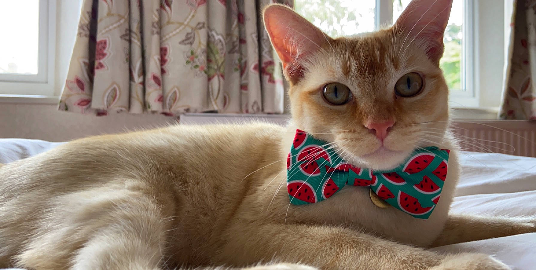 Arthur joined the competition — help win amazing prizes! carnivore, cat, cat_supply, claw, collar, comfort, curtain, domestic_short_haired_cat, fang, fawn, felidae, fur, paw, pet_supply, small_to_medium_sized_cats, snout, tail, terrestrial_animal, whiskers, window