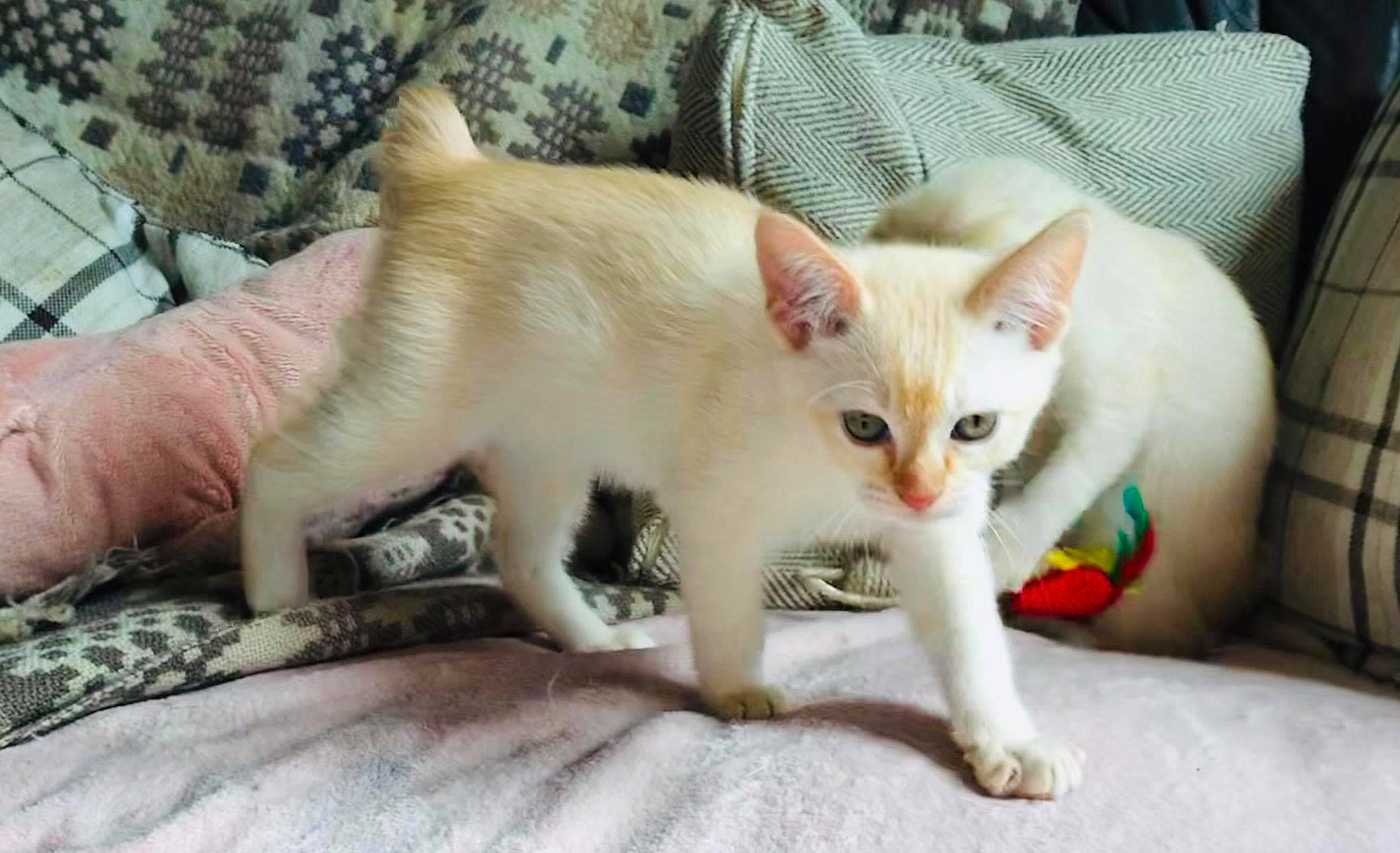 Arthur joined the competition — help win amazing prizes! carnivore, cat, claw, comfort, domestic_short_haired_cat, fawn, felidae, fur, paw, small_to_medium_sized_cats, snout, tail, whiskers