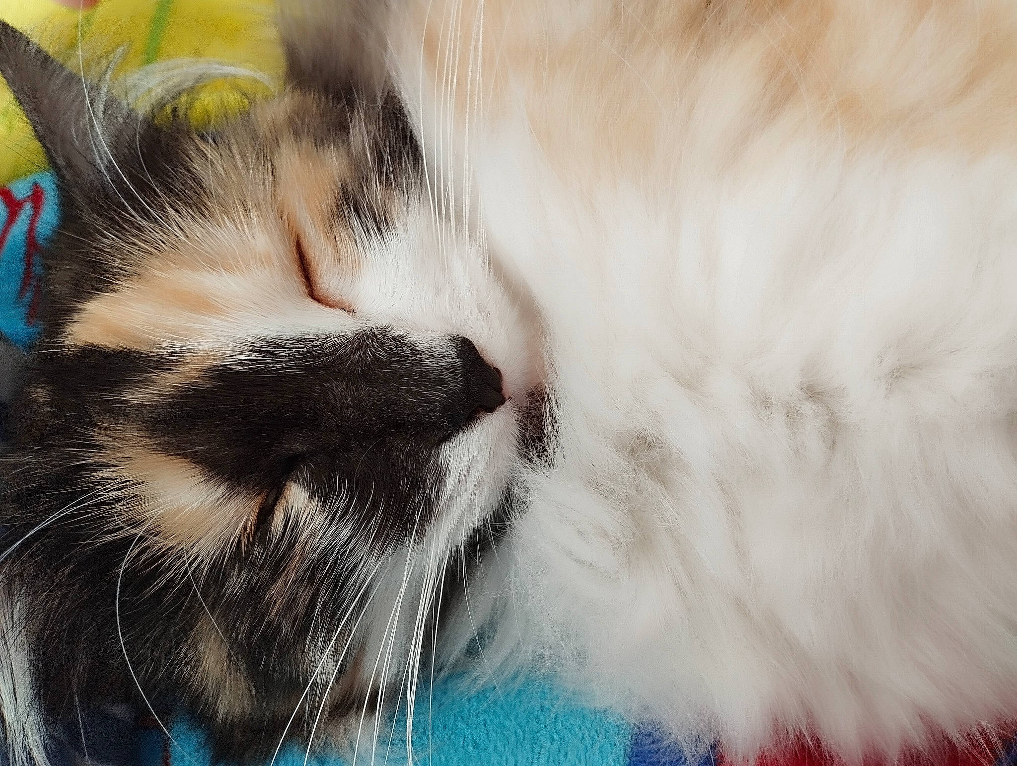 Mickey a rejoint le concours — aidez-le/la à gagner de superbes lots ! carnivore, cat, claw, domestic_short_haired_cat, electric_blue, felidae, fur, grass, nap, paw, small_to_medium_sized_cats, tail, whiskers