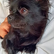 Taalys participe au concours pour gagner de l'argent avec cette photo : animal, arm, black_dog, closeup, comfort, companionship, cute, dog, ears, eyes, fluffy, fur, holding, indoor, paw, person, pet, portrait, resting, snout