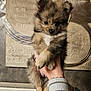 puppy, dog, fluffy, hand, indoor, wall_art, radiator, cute, pet, fur, small_dog, animal, looking, young, domestic_animal, fingers, holding, portrait, cozy, curious