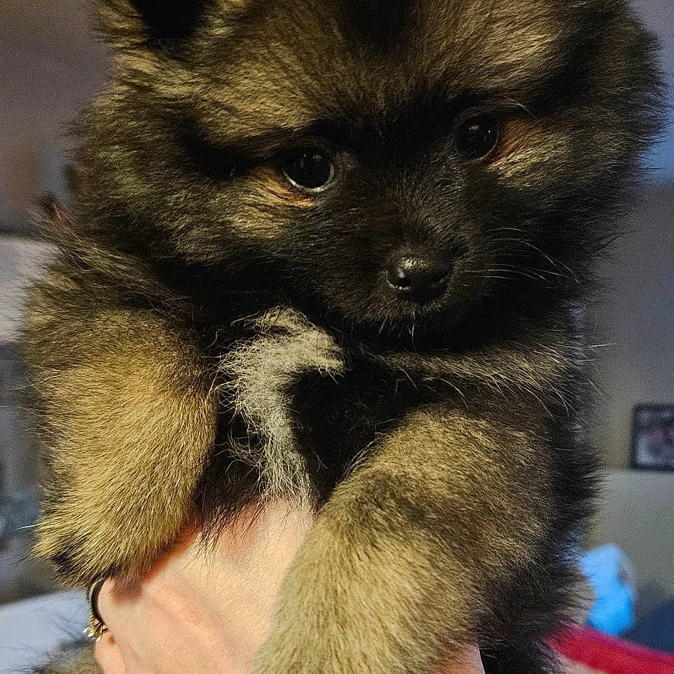 Astro a rejoint le concours — aidez-le/la à gagner de superbes lots ! animal, closeup, cute, cute_pet, dog, domestic_animal, face, fluffy, fur, furry, hand, holding, indoor, mammal, person, pet, portrait, puppy, small_dog, young