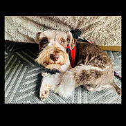 Coffee is registered to the contest to win money with this photo: dog, pet, indoor, lying_down, fur, harness, brown, white, curious, carpet, resting, cute, animal, domestic, canine, companion, relaxed, floor, portrait, furry