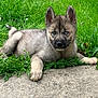 Aïko a rejoint le concours — aidez-le/la à gagner de superbes lots ! puppy, dog, grass, greenery, outdoor, young, animal, pet, fur, ears, blue_eyes, curious, lying_down, nature, sidewalk, cute, adorable, canine, playful, alert