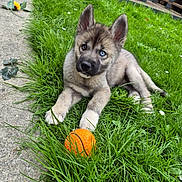 Aïko a rejoint le concours — aidez-le/la à gagner de superbes lots ! puppy, dog, grass, orange_ball, heterochromia, outdoor, pet, playful, young_dog, fence, patio, greenery, curious, animal, nature, grass_blades, ears_up, sitting, looking_at_camera, toys
