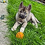 puppy, dog, grass, orange_ball, heterochromia, outdoor, pet, playful, young_dog, fence, patio, greenery, curious, animal, nature, grass_blades, ears_up, sitting, looking_at_camera, toys