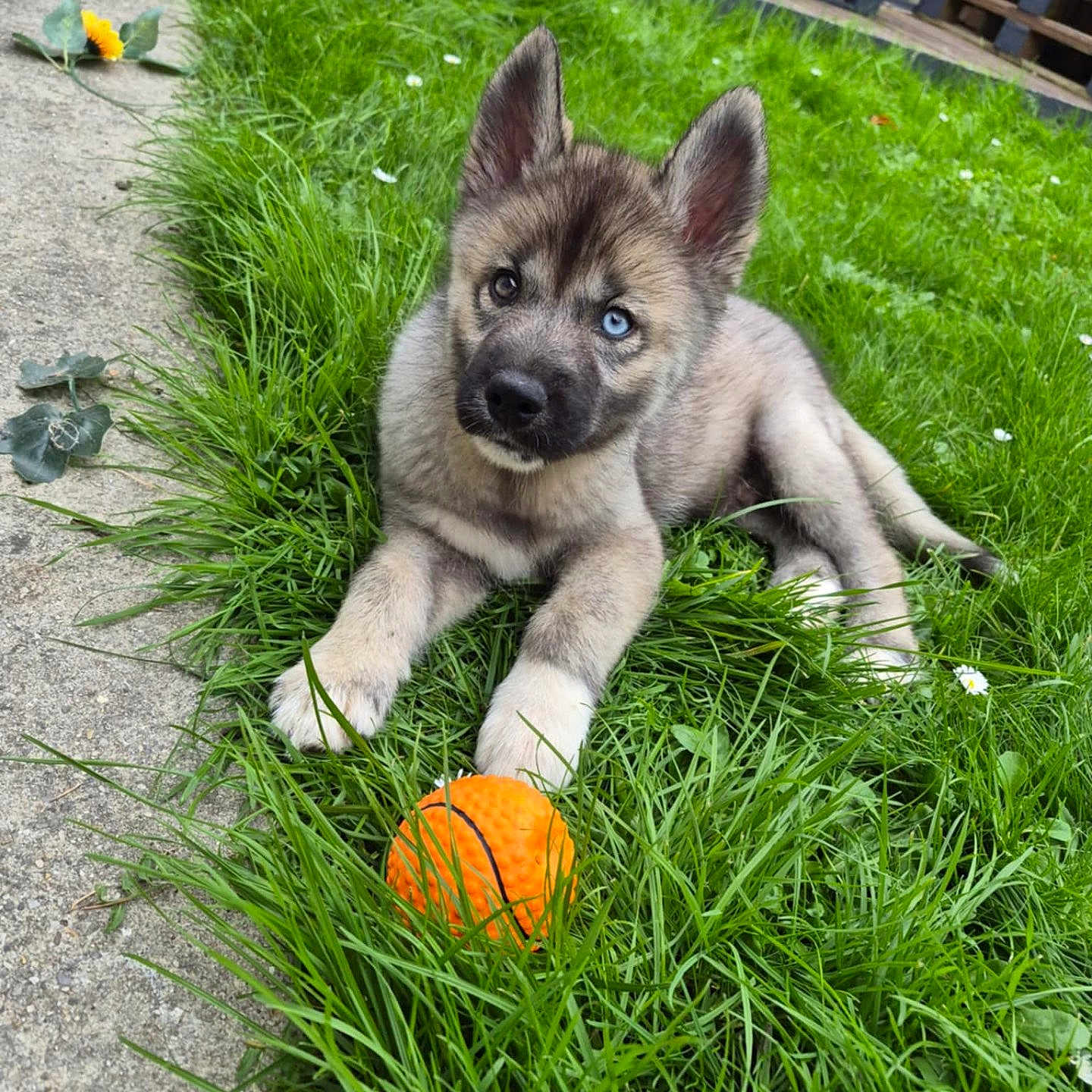 Aïko a rejoint le concours — aidez-le/la à gagner de superbes lots ! animal, curious, dog, ears_up, fence, grass, grass_blades, greenery, heterochromia, looking_at_camera, nature, orange_ball, outdoor, patio, pet, playful, puppy, sitting, toys, young_dog