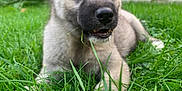 Aïko participe au concours pour gagner de l'argent avec cette photo : puppy, dog, grass, outdoor, pet, animal, young, cute, nature, green, fur, chewing, relaxed, garden, playful, canine, closeup, mammal, background, daylight