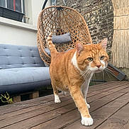 Nougat participe au concours pour gagner de l'argent avec cette photo : cat, orange_cat, white_paws, wooden_deck, outdoor, patio, hanging_chair, wicker_chair, gray_cushion, bench, brick_wall, window, plant, feline, walking, domestic_cat, pet, tail_up, daylight, house_exterior