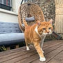 cat, orange_cat, white_paws, wooden_deck, outdoor, patio, hanging_chair, wicker_chair, gray_cushion, bench, brick_wall, window, plant, feline, walking, domestic_cat, pet, tail_up, daylight, house_exterior