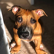 Twinkie joined the competition — help win amazing prizes! puppy, dog, brown_dog, indoor, carpet, sunlight, shadow, ears, face, pet, animal, cute, looking_up, closeup, young_dog, domestic_animal, canine, fur, whiskers, adorable