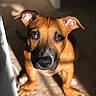 puppy, dog, brown_dog, indoor, carpet, sunlight, shadow, ears, face, pet, animal, cute, looking_up, closeup, young_dog, domestic_animal, canine, fur, whiskers, adorable