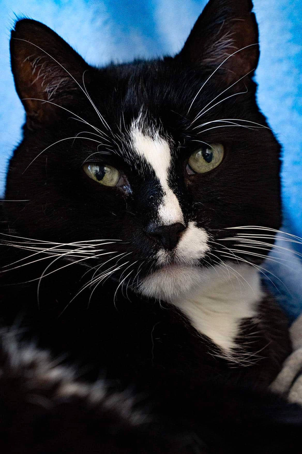 Minouche participe au concours pour gagner de l'argent avec cette photo : black_cat, carnivore, cat, cloud, darkness, domestic_short_haired_cat, electric_blue, eye, felidae, fur, head, monochrome_photography, paw, sky, small_to_medium_sized_cats, snout, tail, terrestrial_animal, whiskers, window