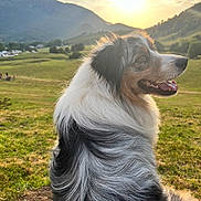 Taïko a rejoint le concours — aidez-le/la à gagner de superbes lots ! animal, back_view, clouds, dog, field, fur, grass, happy, hill, landscape, mountain, nature, outdoor, panting, pet, scenic, serene, sky, sunlight, sunset
