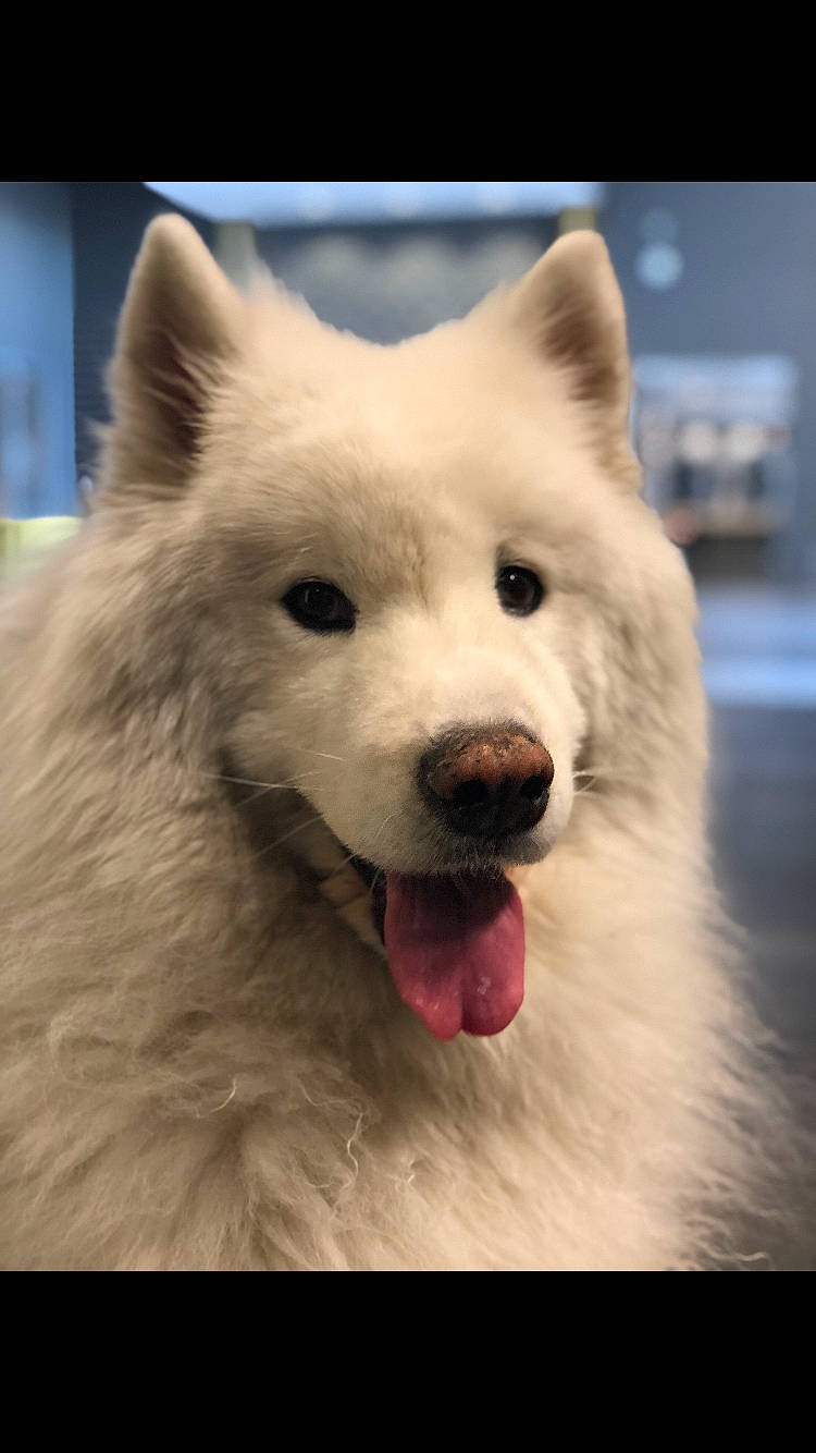 Cole is registered to the contest to win money with this photo: canidae, carnivore, companion_dog, dog, dog_breed, eye, fang, fur, head, japanese_spitz, jaw, samoyed, snout, spitz, sporting_group, terrestrial_animal, water, whiskers, wildlife, working_animal