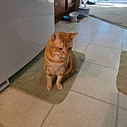 Missouri joined the competition — help win amazing prizes! animal, bath_mat, cabinet, cat, collar, curious, domestic_animal, flooring, furniture, ginger_cat, home, indoor, kitchen, light, looking_down, mammal, pet, shadow, sitting, tile_floor