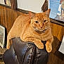 cat, orange_tabby, chair, leather, indoor, wall, poster, wood_paneling, furniture, pet, animal, relaxed, looking_at_camera, collar, floor, carpet, decor, feline, resting, home