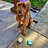 Dallas Jimenez joined the competition — help win amazing prizes! dog, party_hat, cookie, paw_shaped, concrete, patio, grass, outdoor, sunlight, collar, pet, brown_dog, celebration, animal, sidewalk, canine, playful, cute, waiting, food