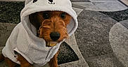 Dallas Jimenez joined the competition — help win amazing prizes! dog, puppy, hoodie, costume, indoor, carpet, living_room, pet, cute, brown_dog, animal, floor, furniture, home, adorable, small_dog, clothing, cozy, patterned_rug, wearing_hoodie