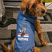 Dallas Jimenez joined the competition — help win amazing prizes! dog, denim_jacket, freedom, eagle, carpet, brown_dog, pet, indoor, looking_back, curious, sitting, clothing, animal, fur, canine, domestic_animal, household, cute, portrait, companion