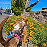 Dallas Jimenez is registered to the contest to win money with this photo: dog, dogs, flower, flowers, orange_flowers, sidewalk, harness, leash, street, tree, greenery, sunny, daytime, blue_sky, wall, pet, outdoor, nature, friendship, cute