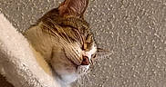 Heartly is registered to the contest to win money with this photo: cat, sleeping, close_up, feline, pet, whiskers, fur, ear, nose, indoor, texture, ceiling, soft, cozy, relaxed, animal, mammal, resting, cute, peaceful