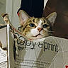 cat, cardboard_box, indoor, furniture, curious, pet, animal, head, face, cozy, home, couch, clothing, fabric, pattern, box, domestic, tabby_cat, resting, sitting