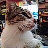 Heartly is registered to the contest to win money with this photo: cat, close_up, indoor, tabby, white_fur, pet, animal, whiskers, face, profile, domestic_cat, feline, curious, household, furniture, living_room, blurred_background, television, sitting, cozy