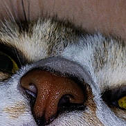Heartly joined the competition — help win amazing prizes! cat, close_up, face, nose, eyes, whiskers, curious, animal, pet, feline, fur, yellow_eyes, macro, portrait, cute, indoor, texture, expression, muzzle, soft_light